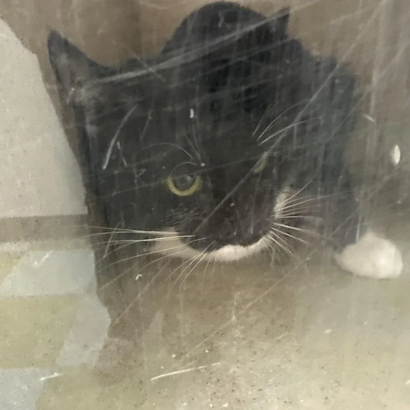 A young medium-sized male Black Domestic Short Hair cat named Fthree for adoption in Philadelphia, PA