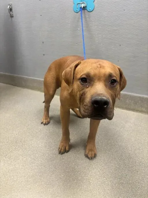 A young large-sized male Pit Bull Terrier dog named Javan for adoption in Las Vegas, NV