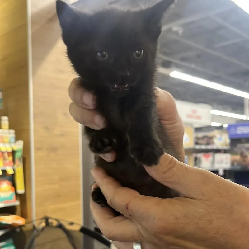 A baby extra large-sized female Domestic Short Hair cat named Dahlia for adoption in Sioux Falls, SD