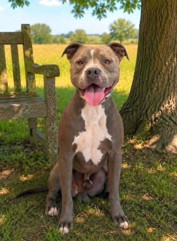A young large-sized male Gray / Blue / Silver Pit Bull Terrier dog named Dozer for adoption in Georgetown, OH