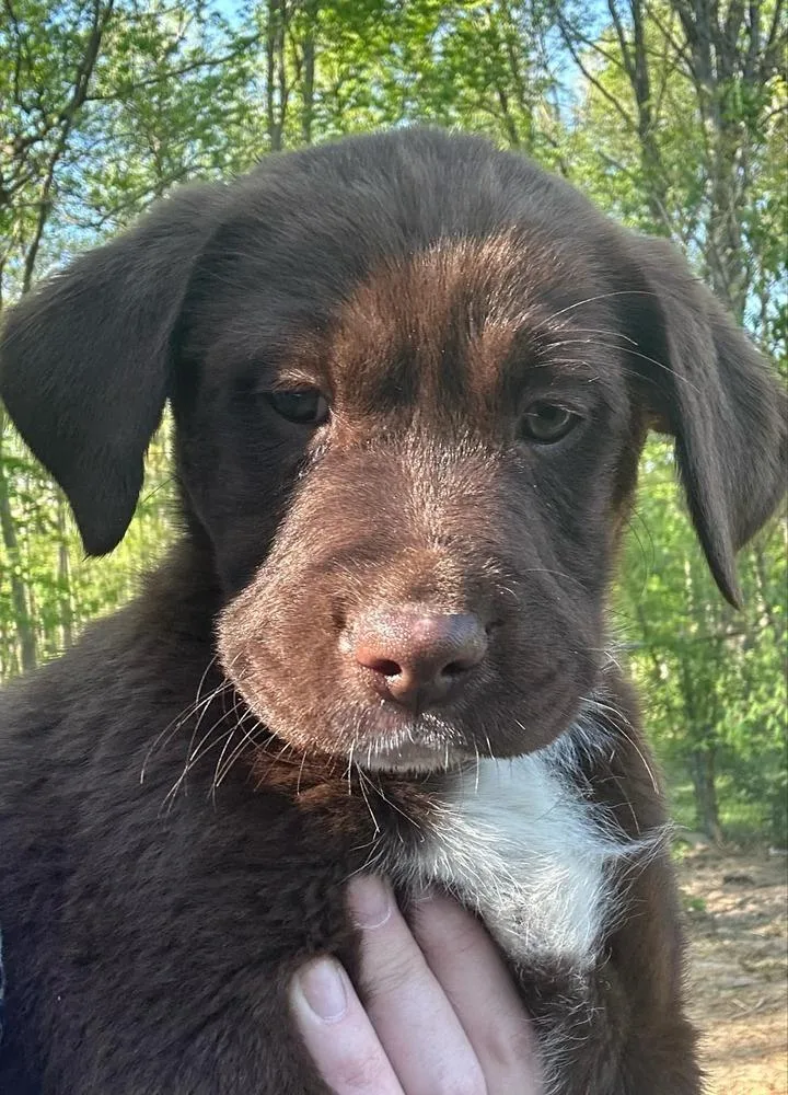 A baby large-sized female Brown / Chocolate Labrador Retriever dog named Coco Pups : Coco for adoption in Aurora, IN