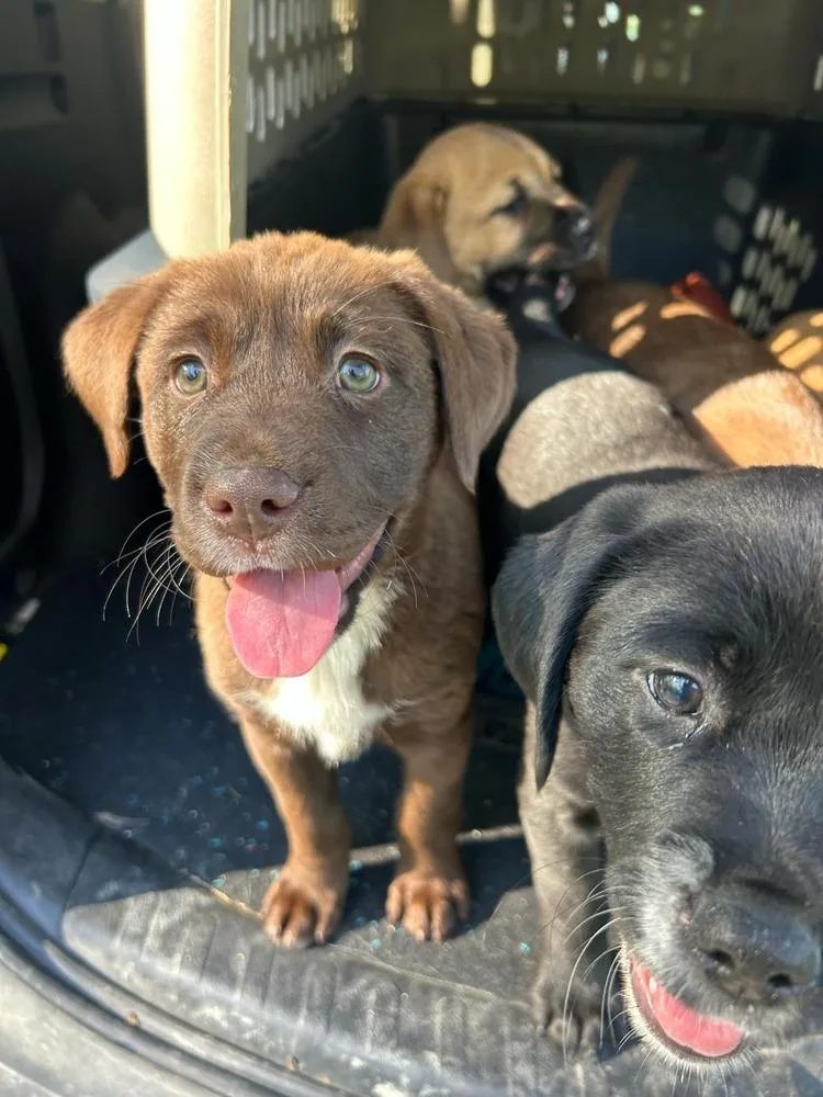 Coco Pups : Coco thumbnail 2