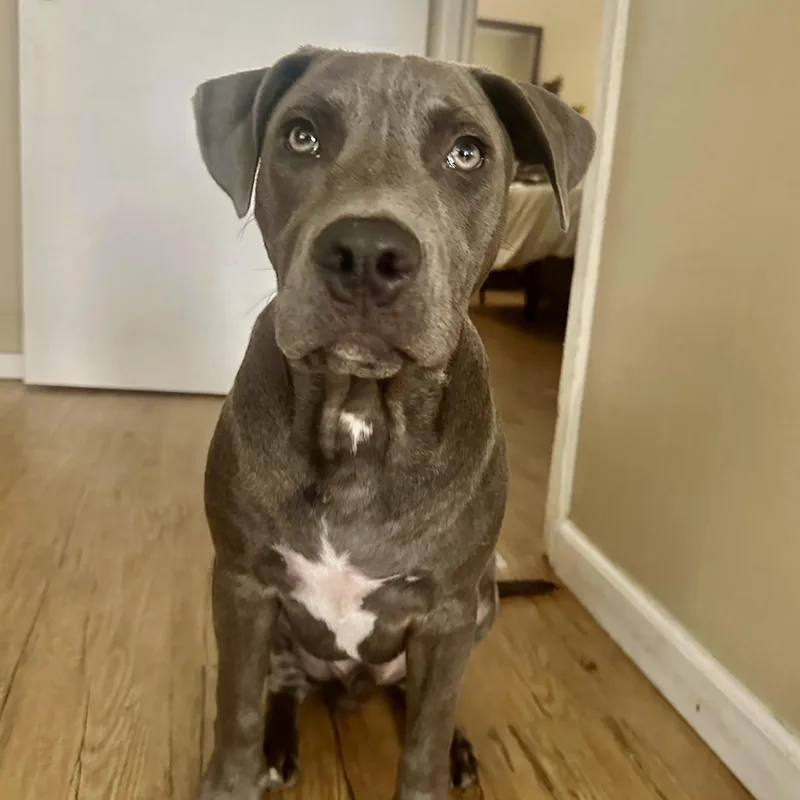 A young medium-sized male Gray / Blue / Silver Labrador Retriever dog named Do By for adoption in Houston, TX