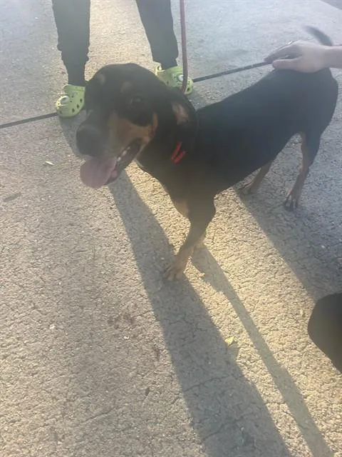 A young medium-sized female Mixed Breed dog named A for adoption in Palmetto, FL