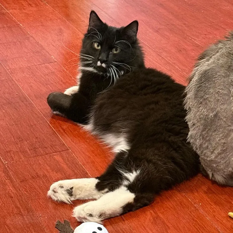 A young medium-sized male Black Domestic Medium Hair cat named Verso for adoption in Gibsonia, PA