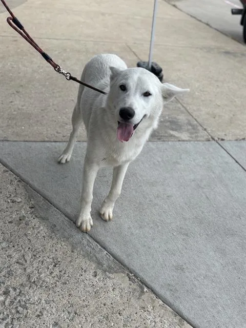 A young large-sized male Mixed Breed dog named Cody for adoption in Dallas, TX