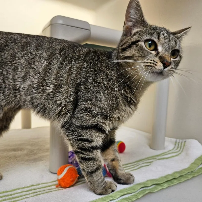 A young small-sized female Gray / Blue / Silver Domestic Medium Hair cat named Candy for adoption in Harrisonburg, VA