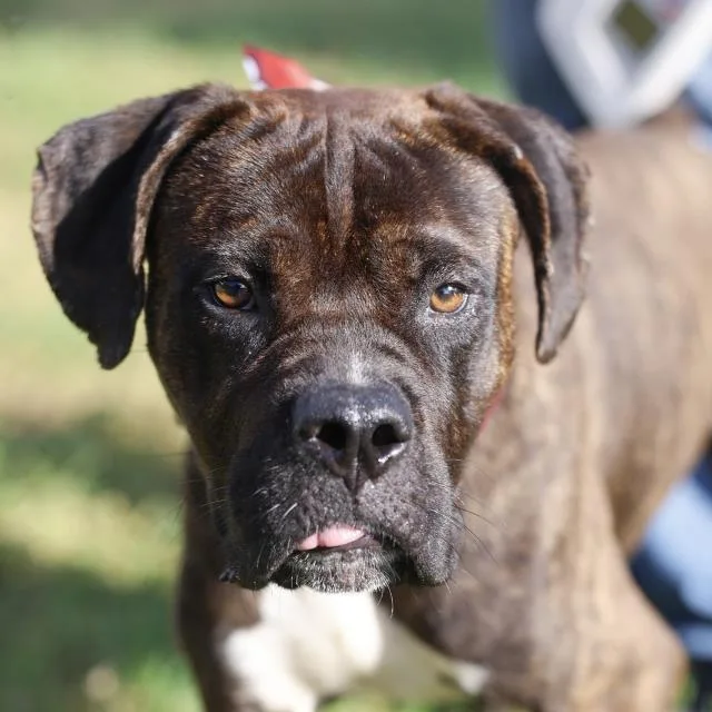A young large-sized male Mastiff dog named Rigsby for adoption in San Antonio, TX