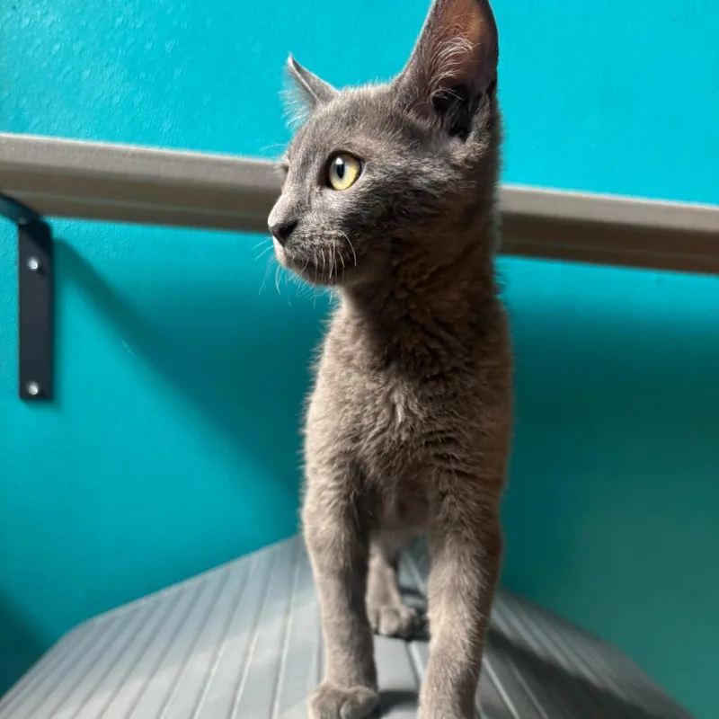 A young medium-sized male Domestic Short Hair cat named Earl Gray for adoption in Stokesdale, NC