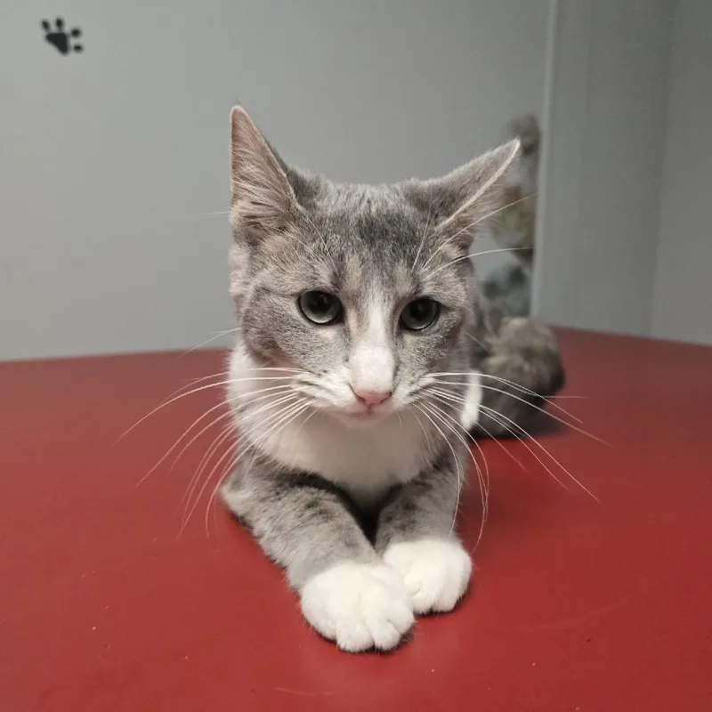 A young medium-sized female Tabby (Gray / Blue / Silver) Domestic Short Hair cat named Jewel for adoption in Circleville, OH