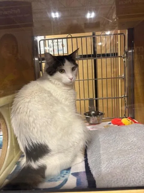 A young medium-sized male Black Domestic Short Hair cat named Richie for adoption in Upland, CA