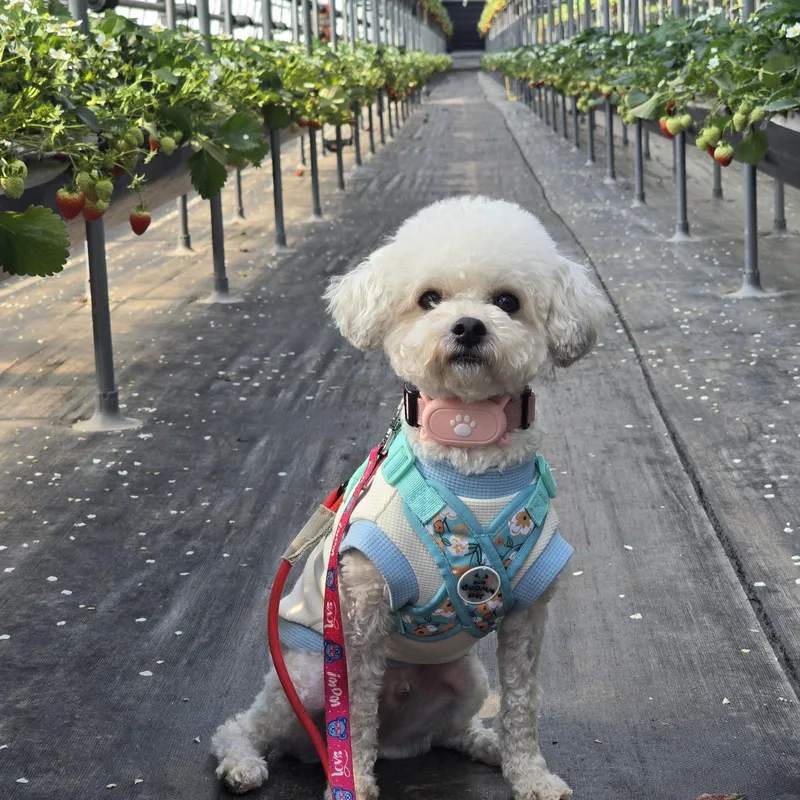 A young small-sized male Miniature Poodle dog named Ponyo for adoption in DANVERS, MA