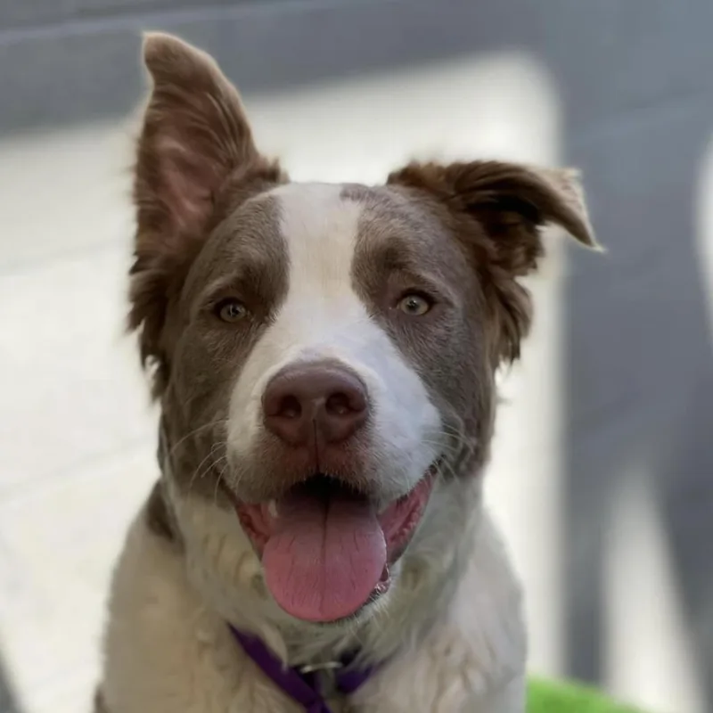 An adult large-sized male Yellow / Tan / Blond / Fawn Pit Bull Terrier dog named Croissant for adoption in Los Angeles, CA
