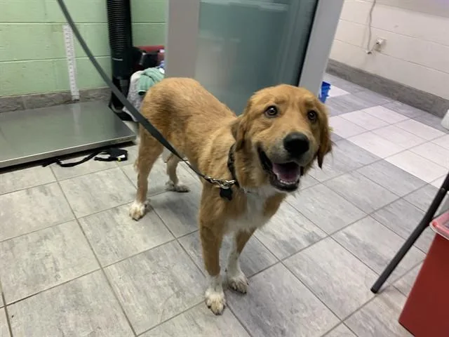 A young large-sized male Great Pyrenees dog named Danny for adoption in Grand Prairie, TX
