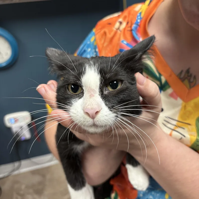 A baby medium-sized male Black & White / Tuxedo Domestic Short Hair cat named Pluto for adoption in Boone, IA
