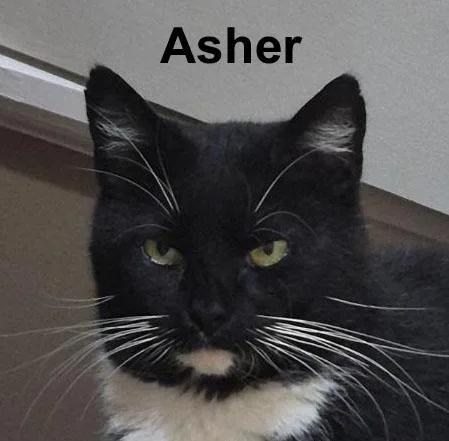 An adult medium-sized male Black & White / Tuxedo Domestic Short Hair cat named Asher Gay.Gray. COURTESY for adoption in Stowe, PA