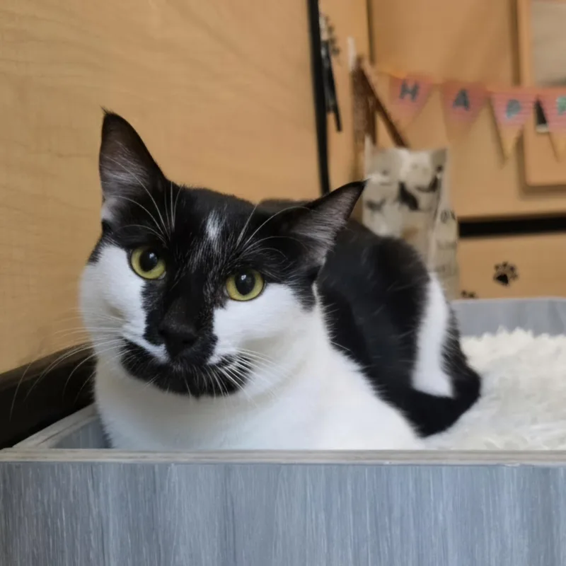 A young medium-sized female Black Domestic Short Hair cat named Harvie for adoption in Warr Acres, OK