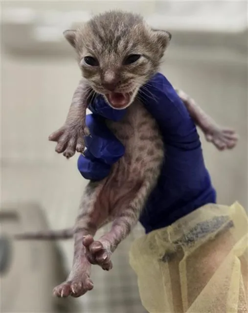 A baby medium-sized female Domestic Short Hair cat named Speck for adoption in Dallas, TX