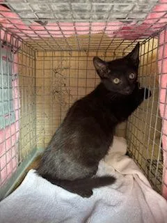 A baby small-sized female Domestic Short Hair cat named Sweetie Pie for adoption in Honolulu, HI