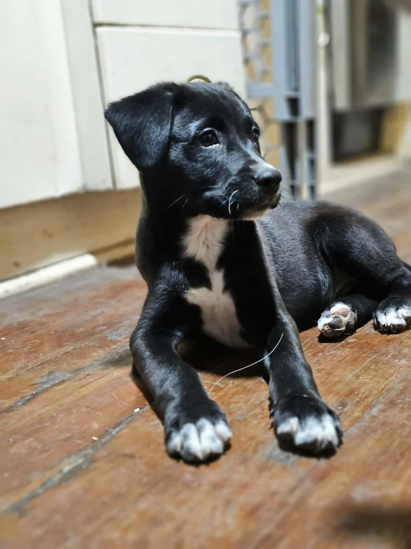 Cupid The Mini Aussie thumbnail 3