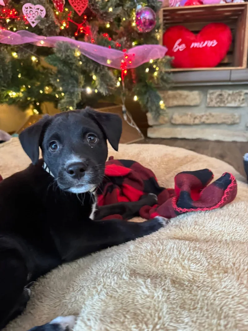 Cupid The Mini Aussie thumbnail 6