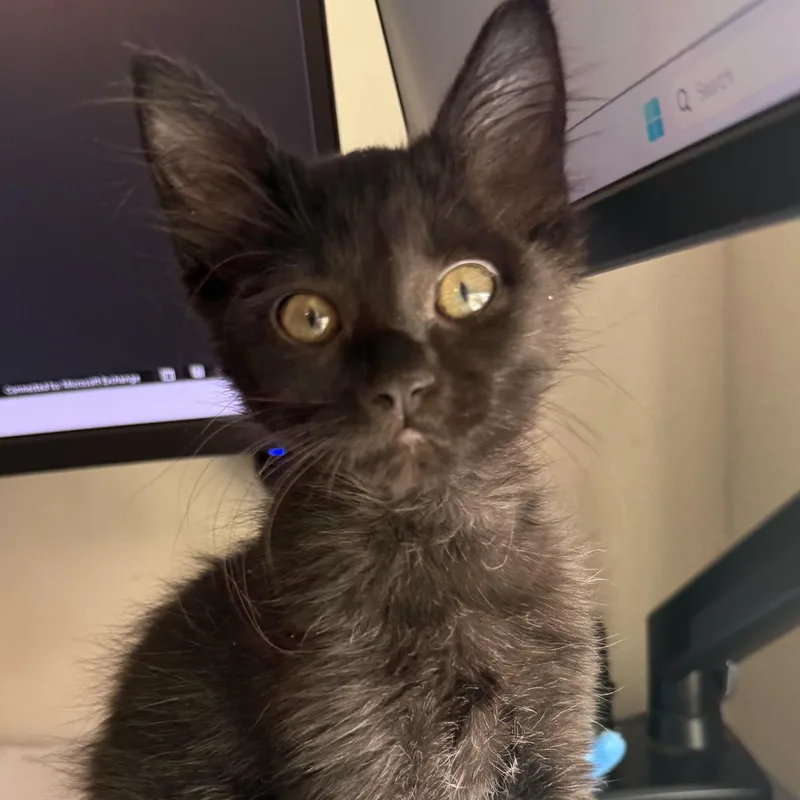 A baby medium-sized female Black Domestic Short Hair cat named Mystique for adoption in San Diego, CA