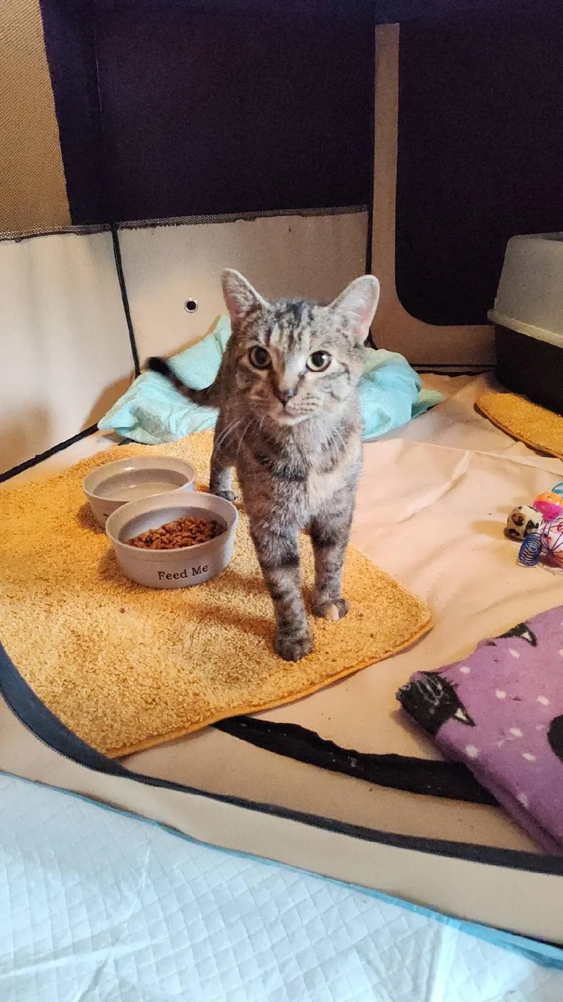 Polly Pocket thumbnail 2