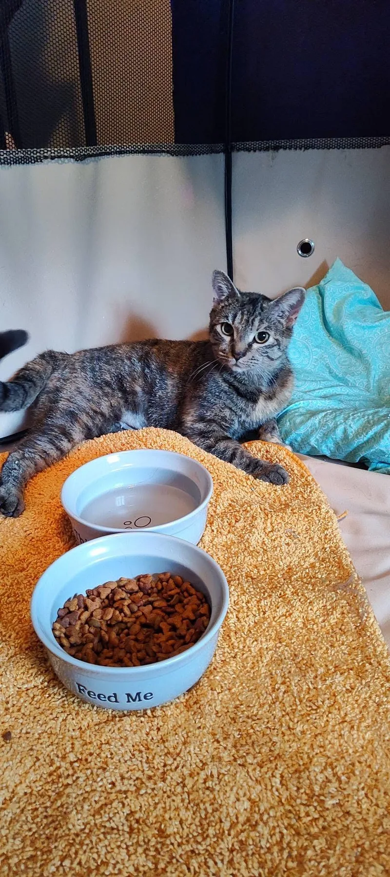 Polly Pocket thumbnail 3