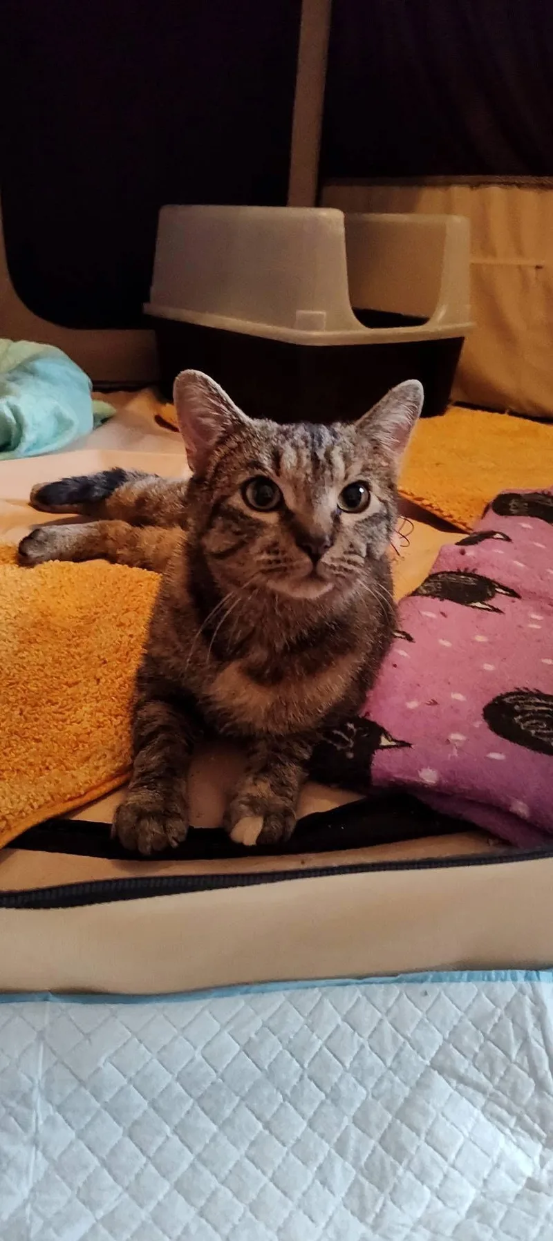 Polly Pocket thumbnail 4