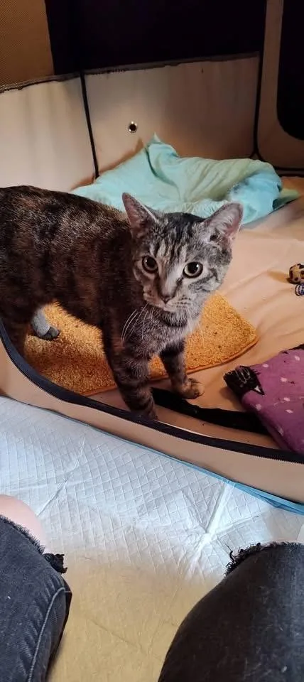 Polly Pocket thumbnail 6