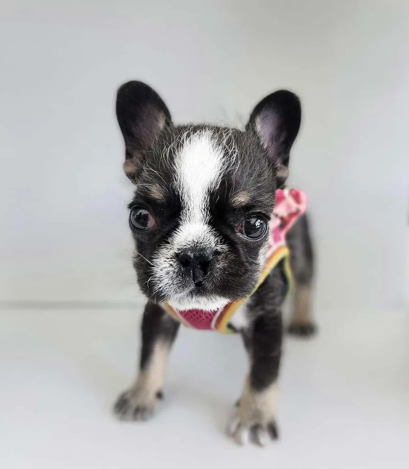 A baby small-sized female Tricolor (Brown, Black, & White) French Bulldog dog named Steven for adoption in Sunrise, FL