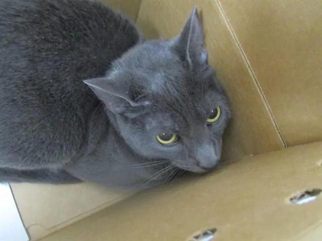 A young small-sized male Domestic Short Hair cat named Express for adoption in Ocala, FL