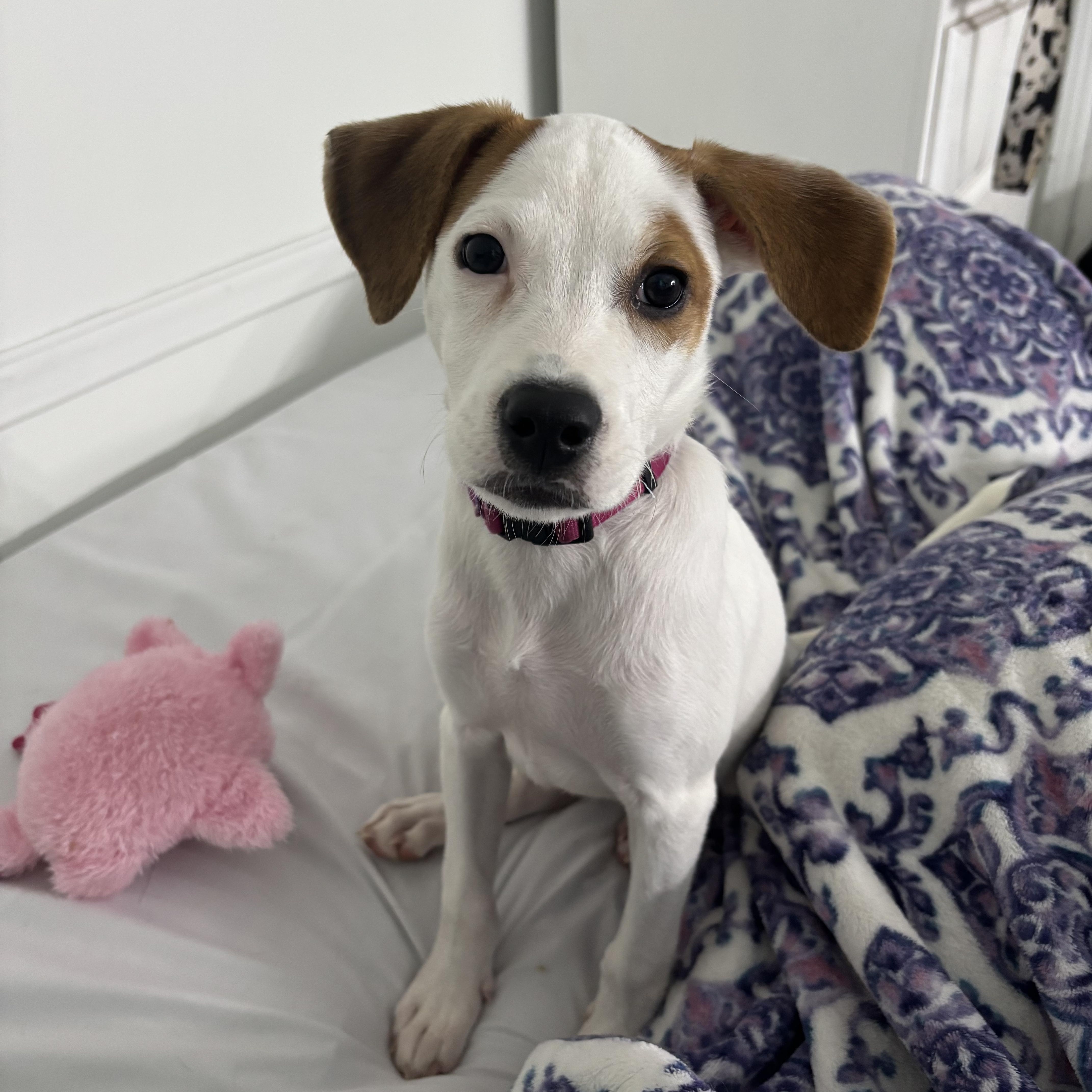 A baby medium-sized female Terrier dog named Trinity for adoption in Walker, LA
