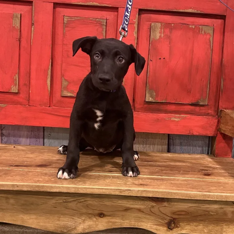 A baby small-sized female Black Mixed Breed dog named Fwt Chanel for adoption in Midland, TX