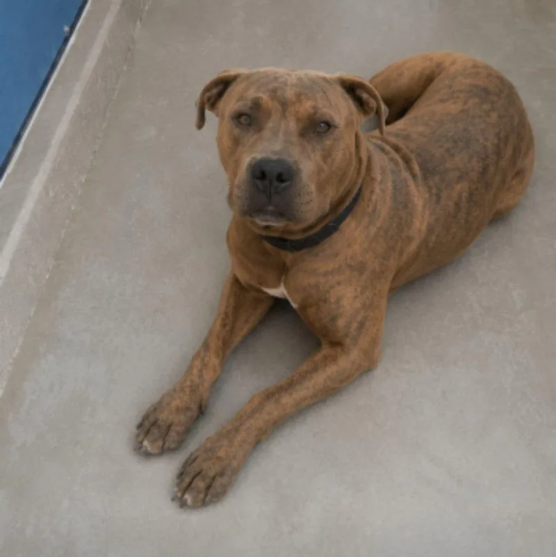 An adult medium-sized male American Staffordshire Terrier dog named Lego for adoption in Kingman, AZ