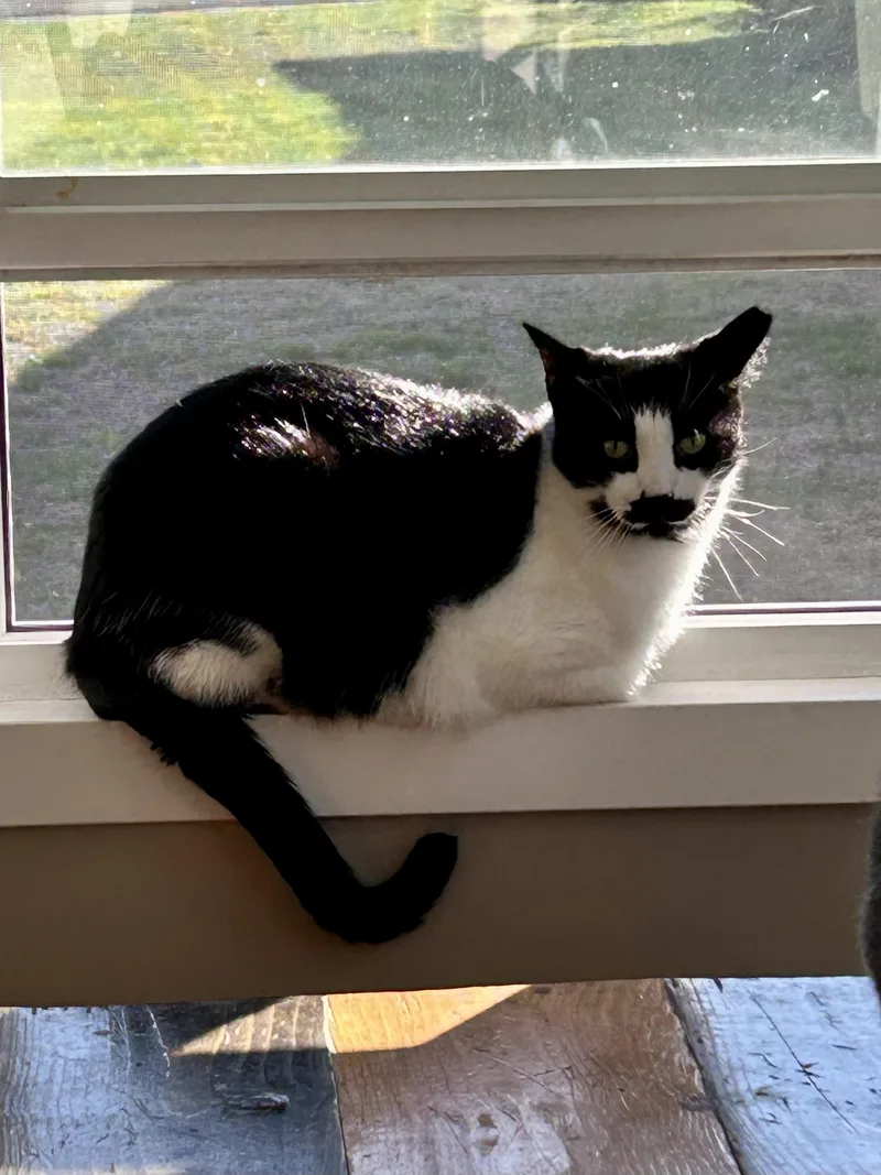 Charlie Chaplin thumbnail 2