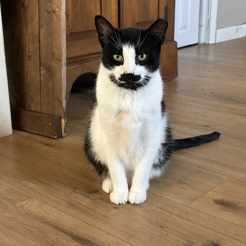 Charlie Chaplin thumbnail 3