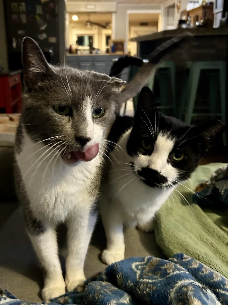 Charlie Chaplin thumbnail 4