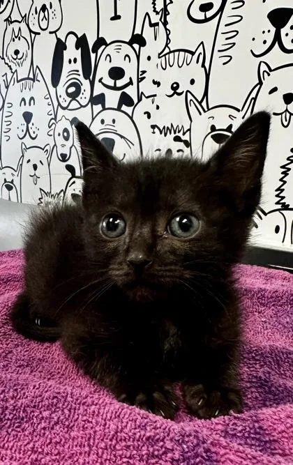 A young small-sized male Domestic Short Hair cat named B Bogie for adoption in North Charleston, SC