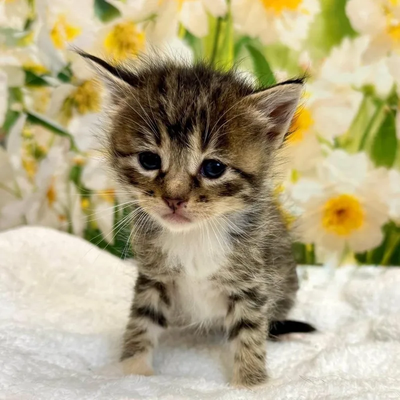 A baby medium-sized female Brown / Chocolate Domestic Short Hair cat named Cymbal KS for adoption in Denver, CO