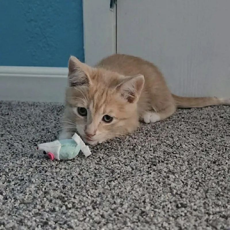A baby medium-sized female Buff & White Domestic Short Hair cat named Yoshi for adoption in Santa Rosa, CA