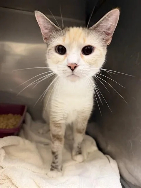 A young small-sized female Domestic Short Hair cat named Angel for adoption in Lees Summit, MO