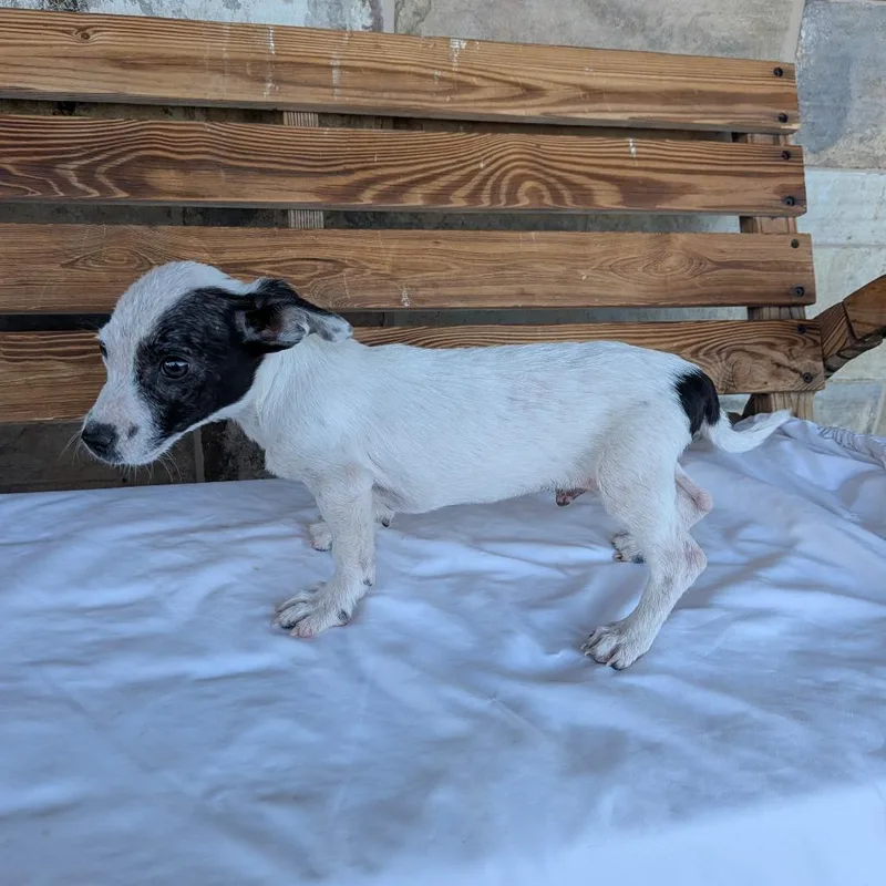 A baby small-sized male White / Cream Dachshund dog named Onyx for adoption in Chico, CA