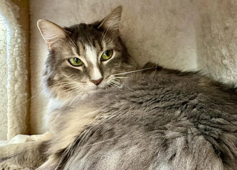 An adult small-sized female Domestic Short Hair cat named Eche for adoption in Saint George, UT