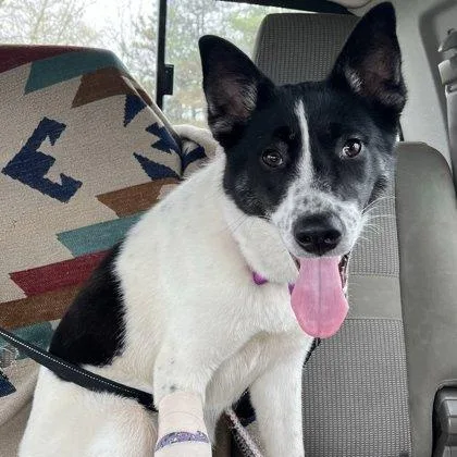 A young medium-sized female White / Cream Siberian Husky dog named Ambrose for adoption in Adrian, MI