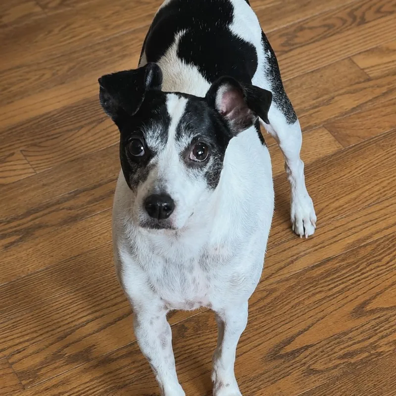 A senior small-sized male Jack Russell Terrier dog named Homer for adoption in Cedar Rapids, IA