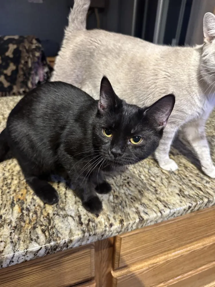 A baby small-sized male Black Domestic Short Hair cat named Bergance for adoption in Albany, WI
