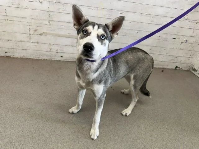 A young small-sized female Siberian Husky dog named Lilly for adoption in San Bernardino, CA