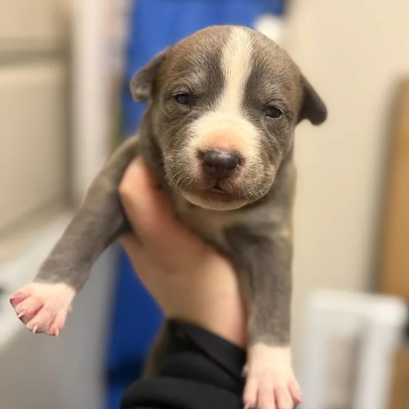A baby small-sized male Pit Bull Terrier dog named Ash for adoption in Parker, CO