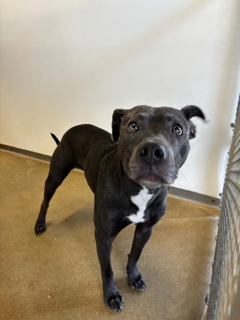 A young medium-sized female Pit Bull Terrier dog named Basil for adoption in Belton, TX
